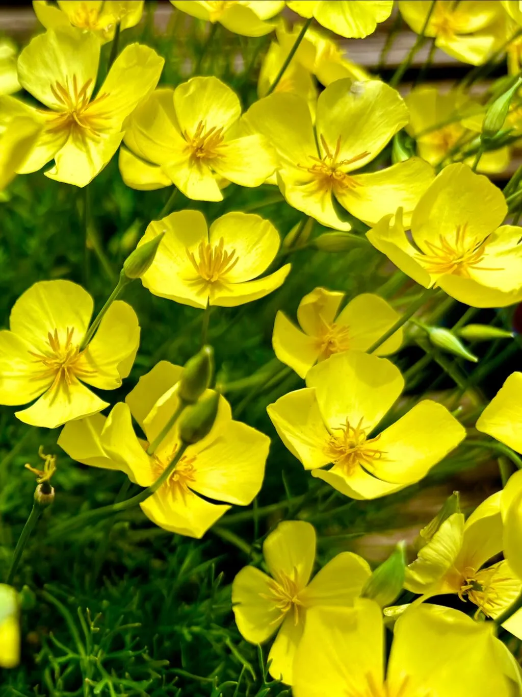 Eschscholzia lobbii Sundew-1_result - Online Flower Garden Eschscholzia lobbii 'Sundew'