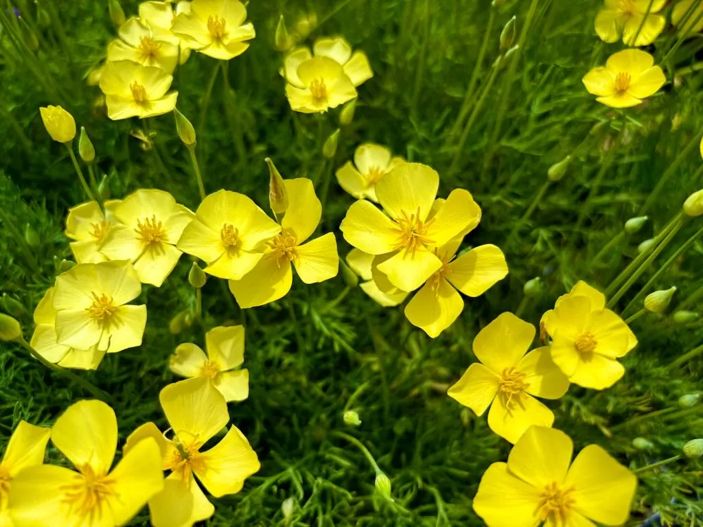 Eschscholzia lobbii Sundew_result - Online Flower Garden Eschscholzia lobbii 'Sundew'