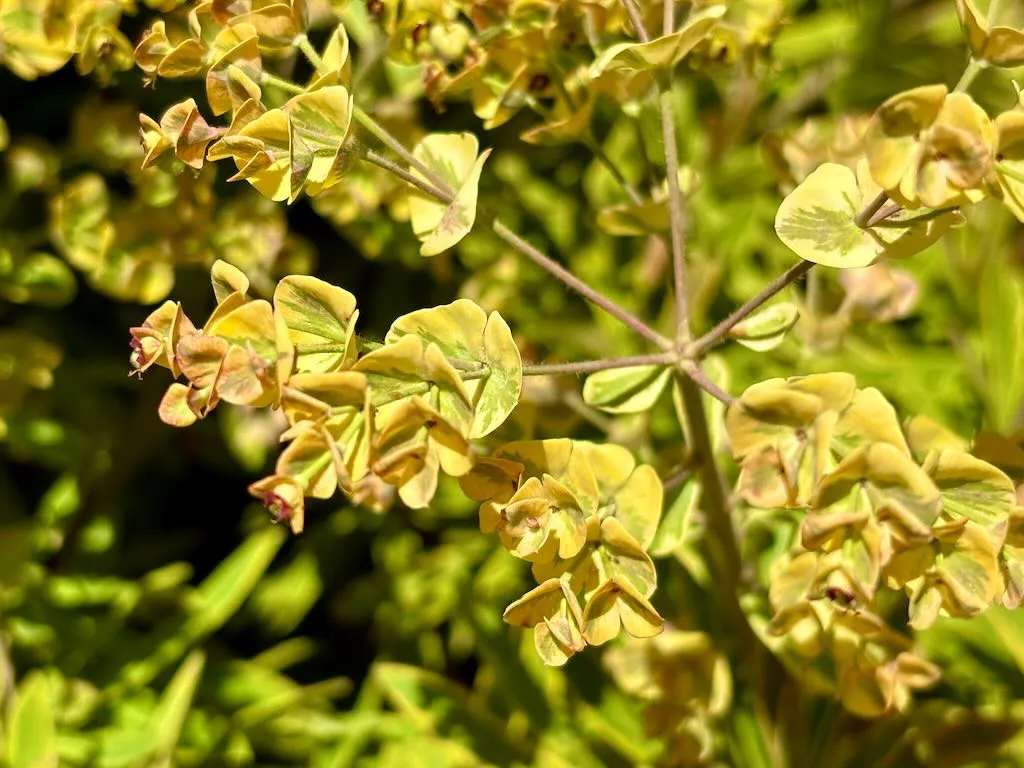 Euphorbia martinii Ascot Rainbow-1_result - Online Flower Garden Euphorbia martinii ‘Ascot Rainbow’