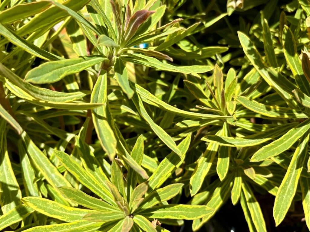 Euphorbia martinii Ascot Rainbow_result - Online Flower Garden Euphorbia martinii ‘Ascot Rainbow’