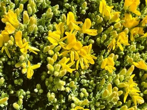 Genista pulchella