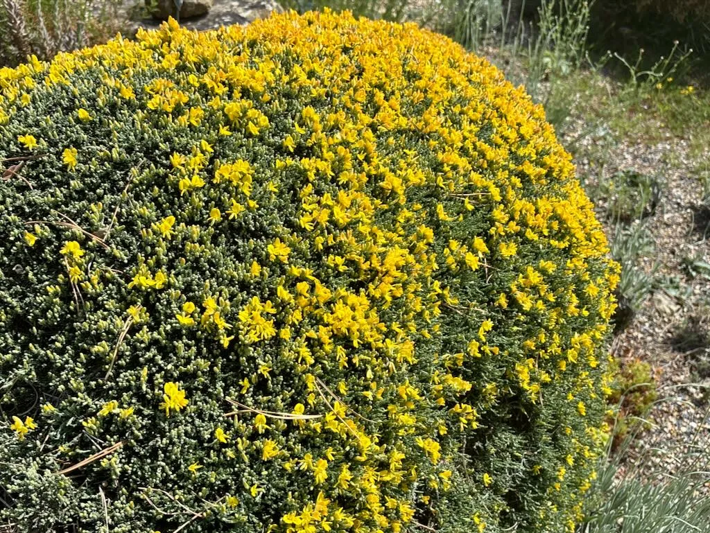 Genista pulchella_result - Online Flower Garden Genista pulchella