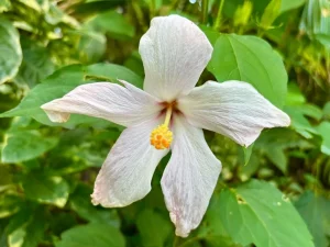 Hibiscus genevei