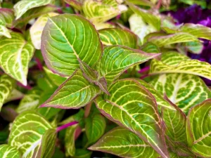 Iresine 'Blazin Lime'