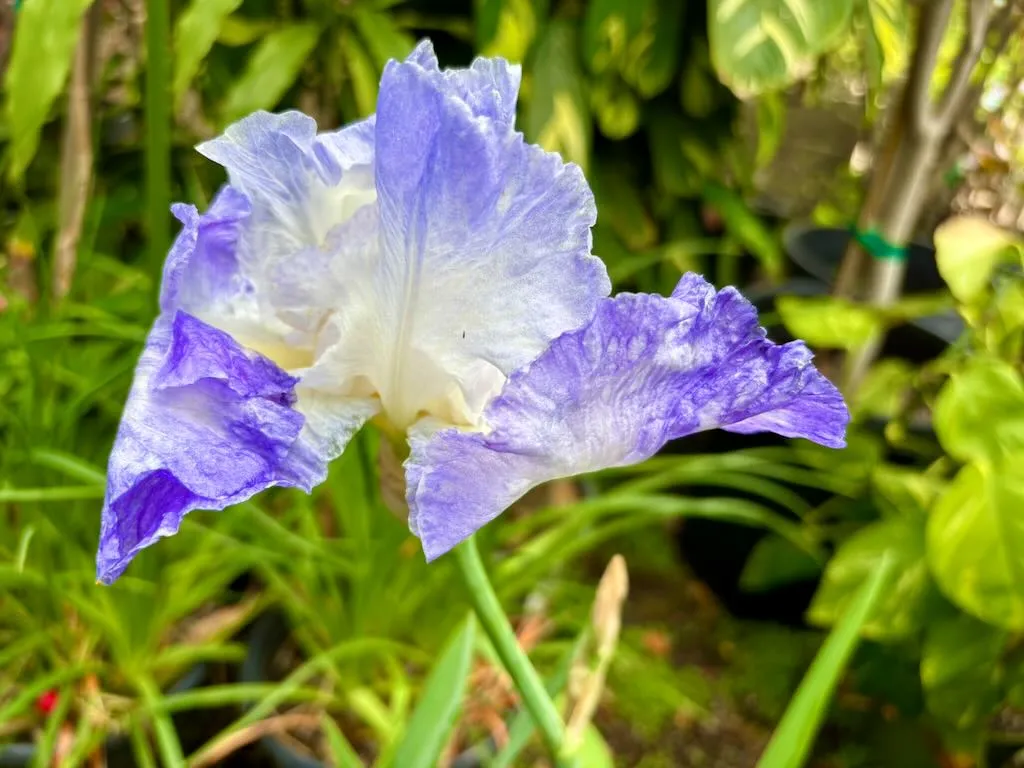 Iris Clarence-1_result - Online Flower Garden Iris ‘Clarence’