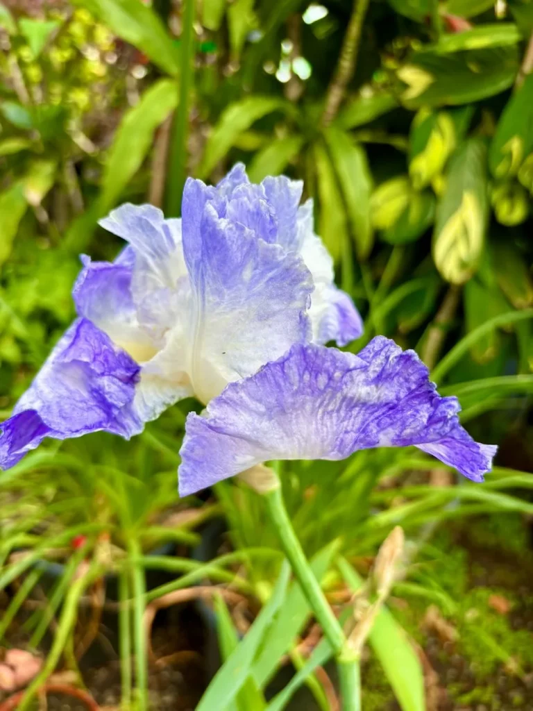 Iris Clarence_result - Online Flower Garden Iris ‘Clarence’