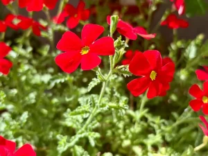 Jamesbrittenia bergae