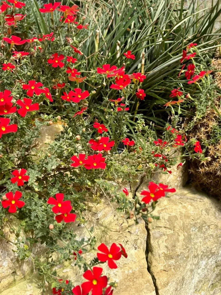 Jamesbrittenia bergae_result - Online Flower Garden Jamesbrittenia bergae