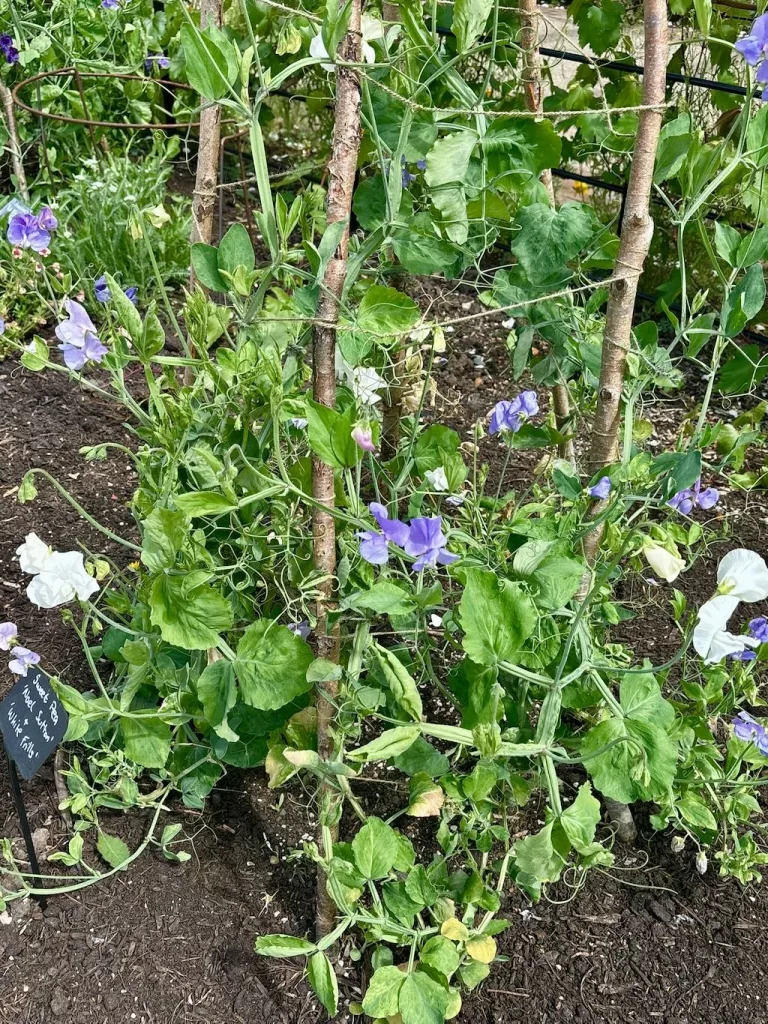 Lathyrus odoratus White Frills-1_result - Online Flower Garden Lathyrus odoratus ‘White Frills’