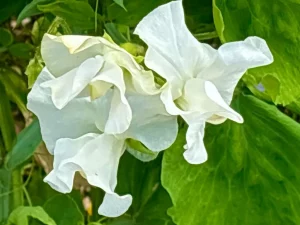 Lathyrus odoratus ‘White Frills’