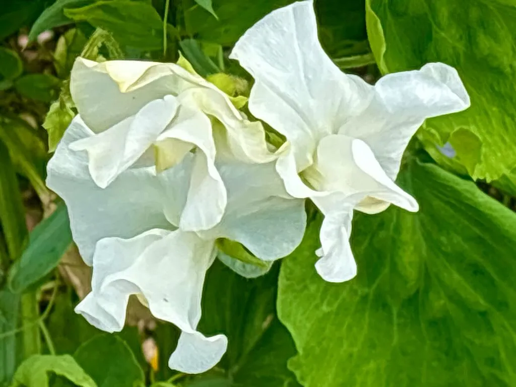 Lathyrus odoratus White Frills_result - Online Flower Garden Lathyrus odoratus ‘White Frills’