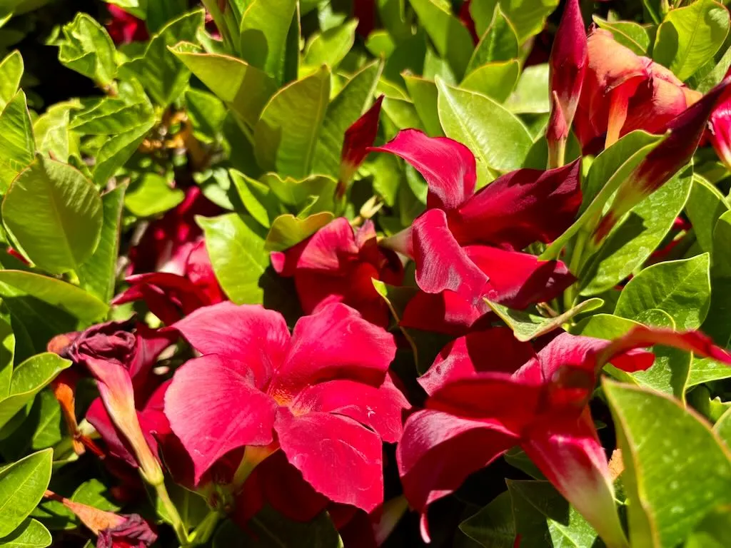 Mandevilla Bella Deep Red-1_result - Online Flower Garden Mandevilla'Bella™ Deep Red'