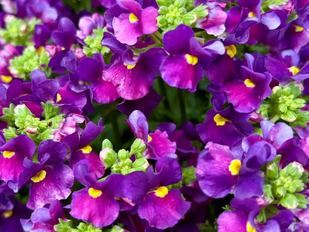 Nemesia ESCENTIAL Bumbleberry-1_result - Online Flower Garden Nemesia ESCENTIAL® 'Bumbleberry'
