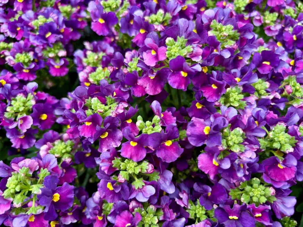 Nemesia ESCENTIAL Bumbleberry_result - Online Flower Garden Nemesia ESCENTIAL®'Bumbleberry'