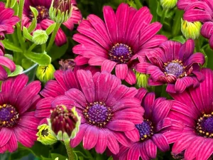 Osteospermum 'Serenity™ Red'