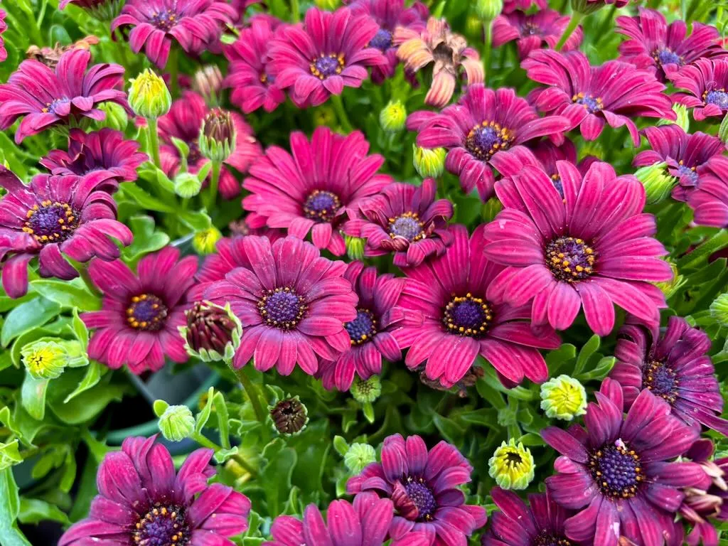 Osteospermum Serenity Red_result - Online Flower Garden Osteospermum'Serenity™ Red'