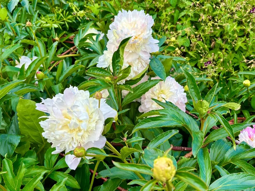 Paeonia lactiflora Mr Ed-1_result - Online Flower Garden Paeonia lactiflora 'Mr. Ed'
