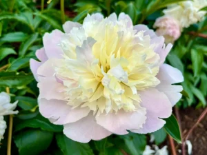 Paeonia lactiflora 'Mr. Ed'