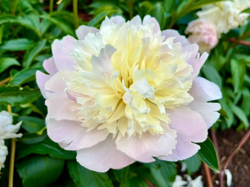 Paeonia lactiflora Mr Ed_result - Online Flower Garden Paeonia lactiflora 'Mr. Ed'