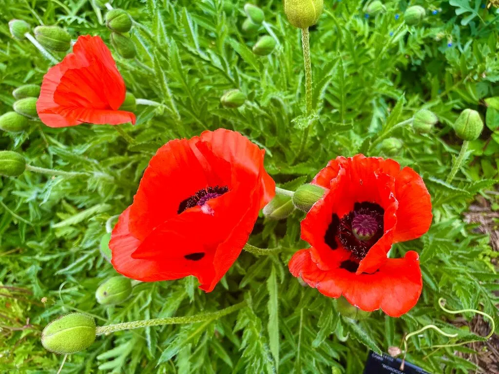 Papaver atlanticum