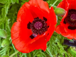 Papaver atlanticum