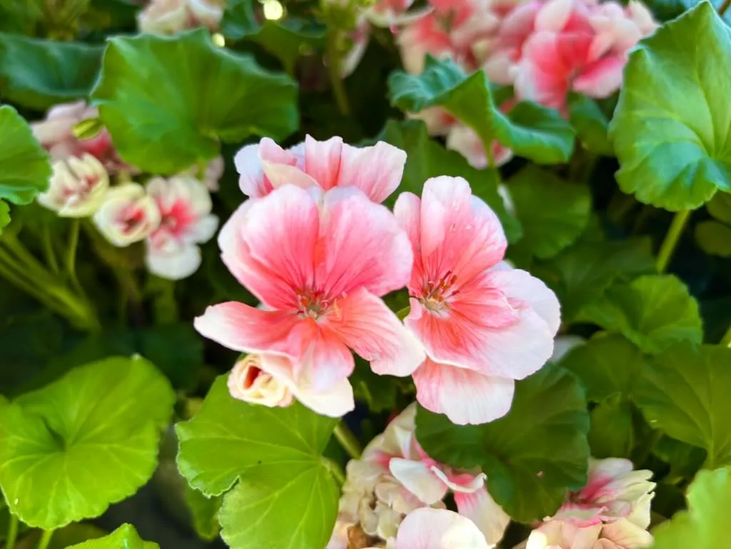 Pelargonium ‘Americana™ Salmon’