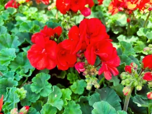 Pelargonium 'Savannah® Oh So Orange'