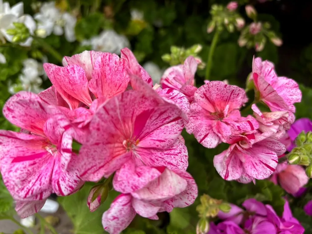 Pelargonium ‘Survivor® Pink Batik’