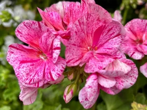 Pelargonium ‘Survivor® Pink Batik’