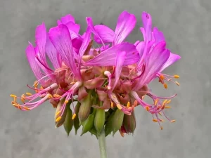 Pelargonium quercetorum