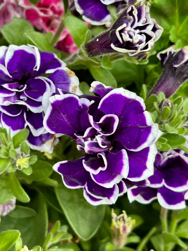 Petunia Frosted Sapphire-1_result - Online Flower Garden Petunia ‘Frosted Sapphire’