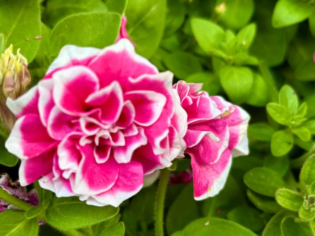 Petunia Pink Diamond-1_result - Online Flower Garden Petunia ‘Pink Diamond’