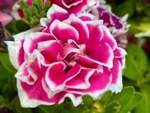 Petunia ‘Pink Diamond’