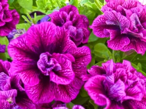 Petunia 'Tumbelina Compact Julianna'
