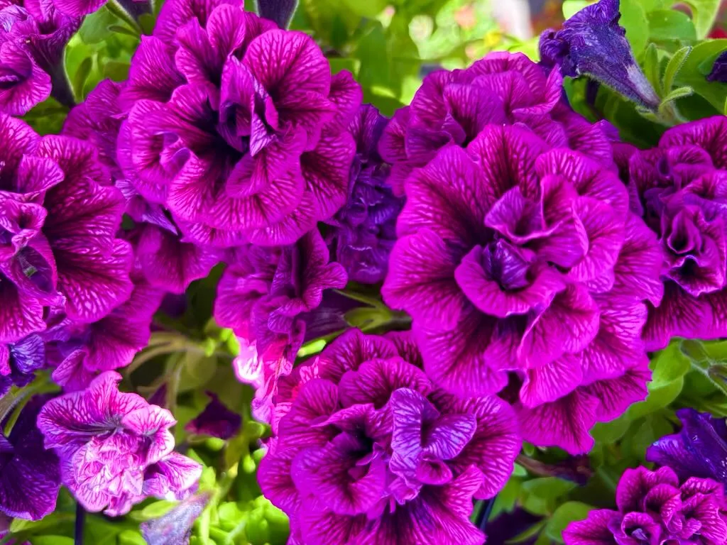 Petunia Tumbelina Compact Julianna_result - Online Flower Garden Petunia'Tumbelina Compact Julianna'