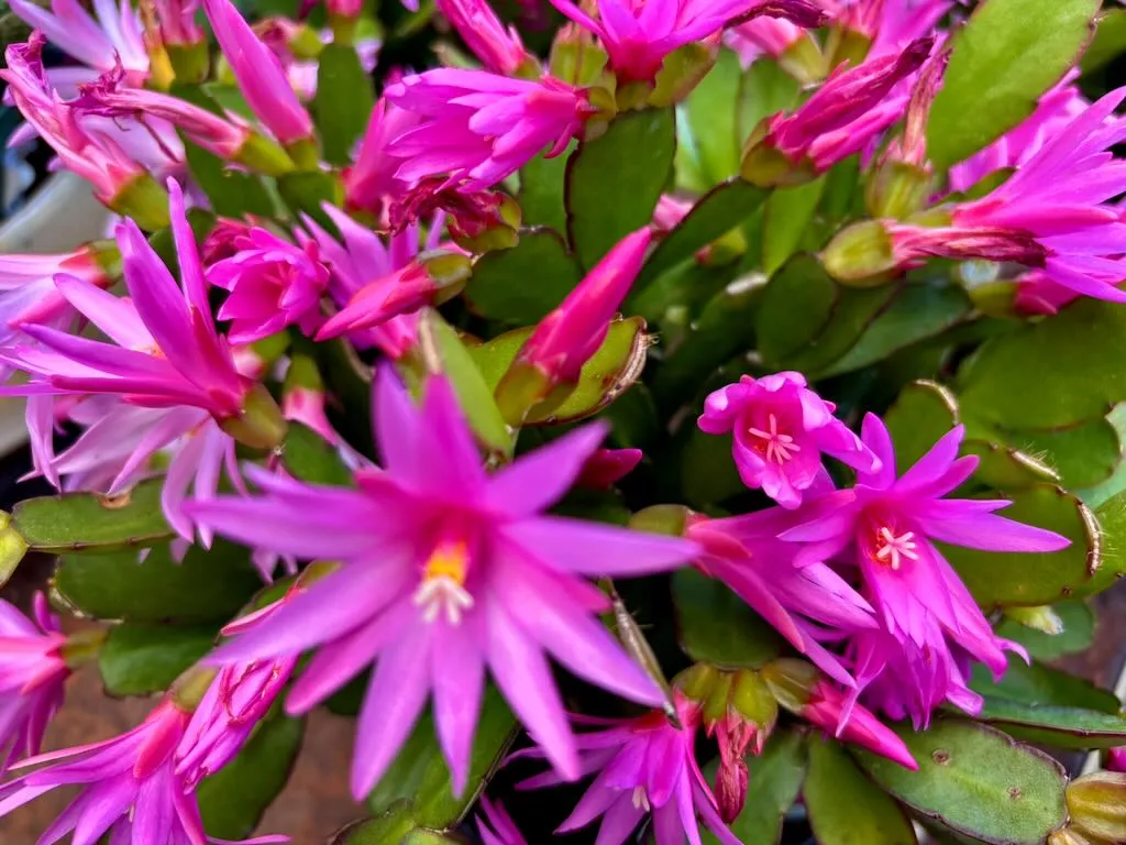 Rhipsalidopsis gaertneri_result - Online Flower Garden Rhipsalidopsis gaertneri