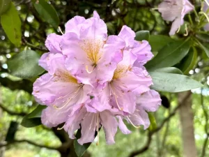 Rhododendron fortunei