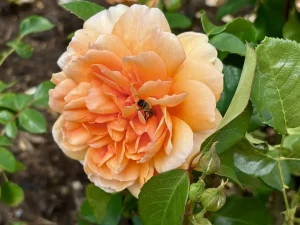 Rosa 'Dame Judi Dench'