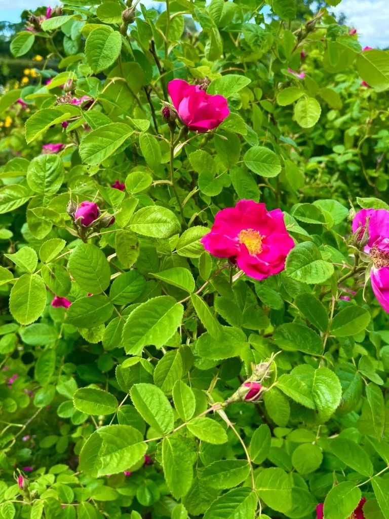 Rosa Duchess of Portland-1_result - Online Flower Garden Rosa 'Duchess of Portland'