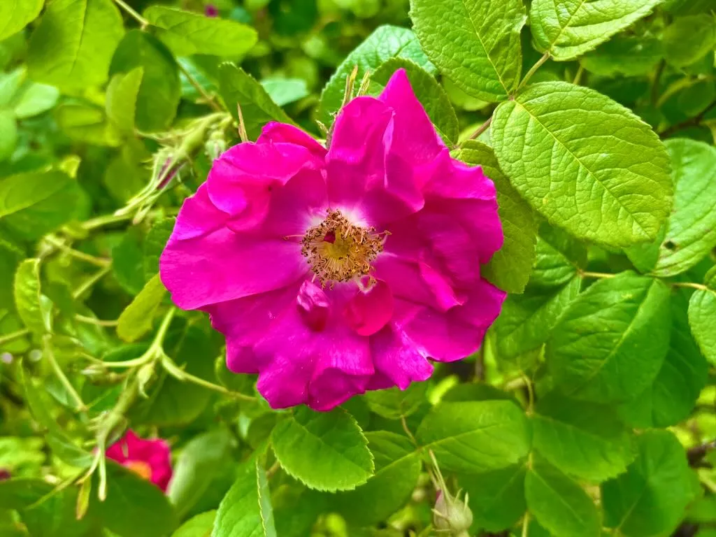 Rosa Duchess of Portland_result - Online Flower Garden Rosa 'Duchess of Portland'