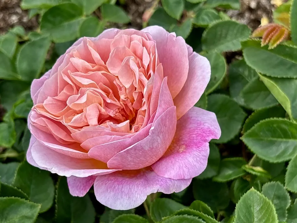 Rosa Eustacia Vye_result - Online Flower Garden Rosa 'Eustacia Vye'