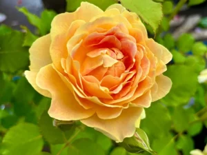 Rosa ‘Fun in the Sun™’