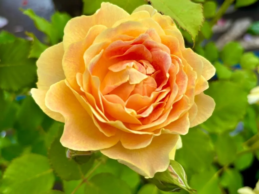 Rosa Fun in the Sun_result - Online Flower Garden Rosa ‘Fun in the Sun™’