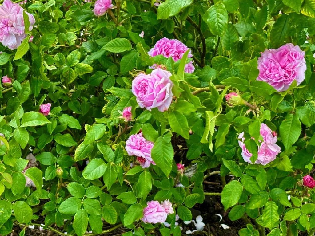 Rosa Jacques Cartier-1_result - Online Flower Garden Rosa'Jacques Cartier'