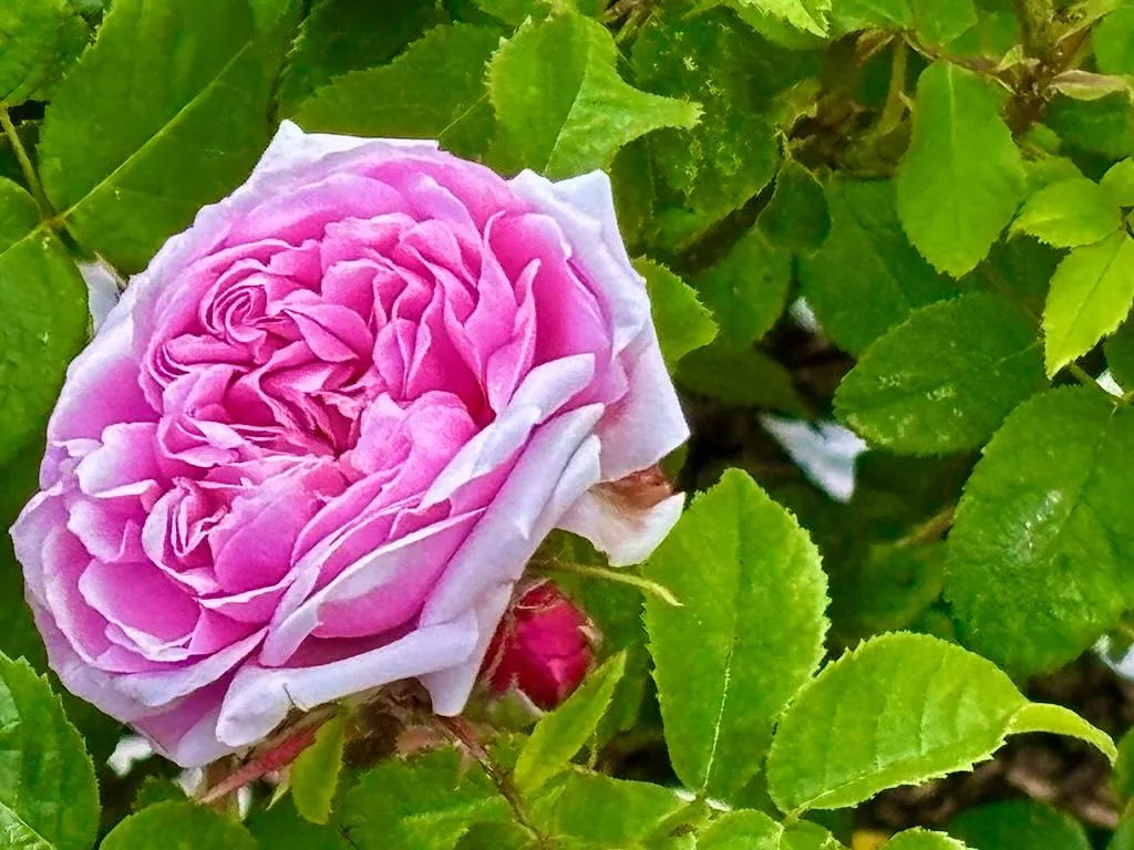 Rosa Jacques Cartier_result - Online Flower Garden Rosa 'Jacques Cartier'
