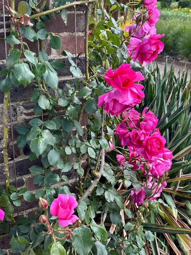 Rosa Parade-1_result - Online Flower Garden Rosa ‘Parade’