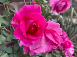 Rosa ‘Parade’