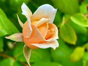 Rosa ‘Perle d’Or’