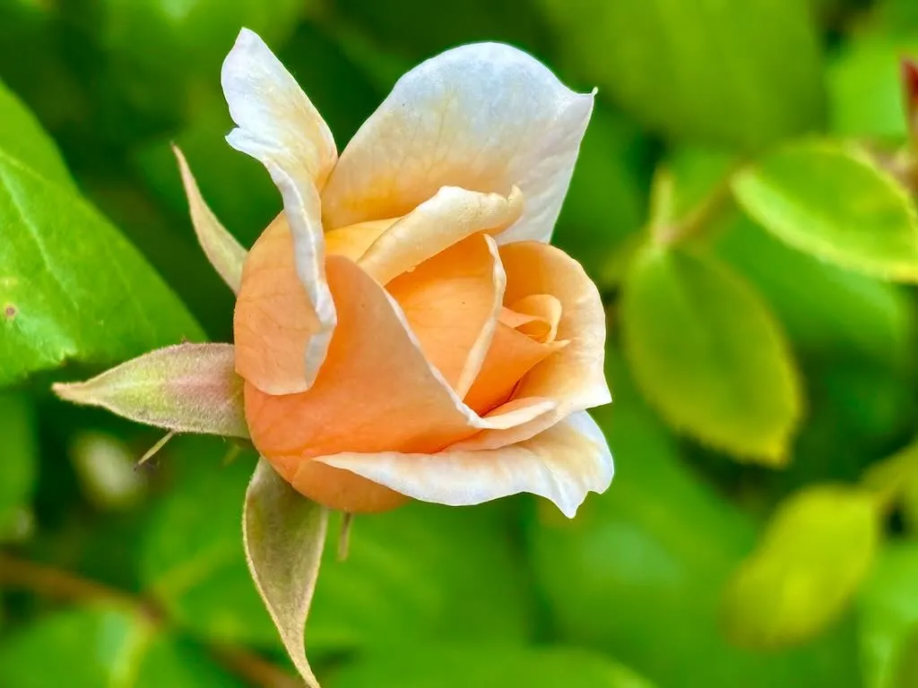 Rosa Perle dOr_result - Online Flower Garden Rosa ‘Perle d’Or’