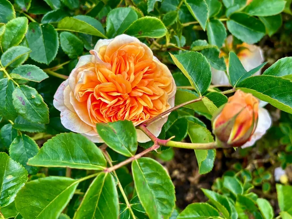 Rosa Port Sunlight-1_result - Online Flower Garden Rosa 'Port Sunlight'